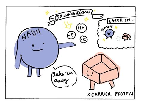 Electron Transport Chain ETC .